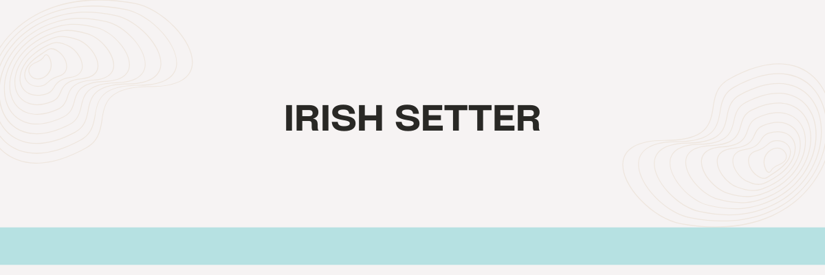 Irish Setter